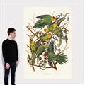 Picture of Vintage Carolina Parrot _GroupedProduct_Rectangle_Portrait_Canvas_