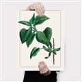 Picture of Nostalgic Green Lilac Leaves _GroupedProduct_Rectangle_Portrait_Canvas_