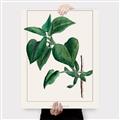 Picture of Nostalgic Green Lilac Leaves _GroupedProduct_Rectangle_Portrait_Canvas_