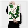 Picture of Nostalgic Green Murgrona Leaves _GroupedProduct_Rectangle_Portrait_Canvas_