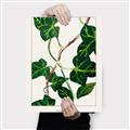 Picture of Nostalgic Green Murgrona Leaves _GroupedProduct_Rectangle_Portrait_Canvas_