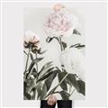 Picture of Romantic Blur Peony V _GroupedProduct_Rectangle_Portrait_Photography _GroupedProduct_Rectangle_Portrait_Canvas_