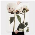 Picture of Romantic Blur Peony IV _GroupedProduct_Rectangle_Portrait_Photography _GroupedProduct_Rectangle_Portrait_Canvas_