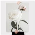 Picture of Romantic Blur Peony III _GroupedProduct_Rectangle_Portrait_Photography _GroupedProduct_Rectangle_Portrait_Canvas_