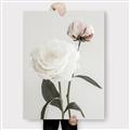 Picture of Romantic Blur Peony III _GroupedProduct_Rectangle_Portrait_Photography _GroupedProduct_Rectangle_Portrait_Canvas_