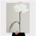 Picture of Romantic Blur Peony I _GroupedProduct_Rectangle_Portrait_Photography _GroupedProduct_Rectangle_Portrait_Canvas_