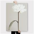 Picture of Romantic Blur Peony I _GroupedProduct_Rectangle_Portrait_Photography _GroupedProduct_Rectangle_Portrait_Canvas_