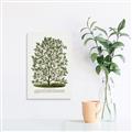 Picture of Hardy Magnolia Tree Lithograph _GroupedProduct_Rectangle_Portrait_Canvas_