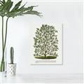 Picture of Hardy Magnolia Tree Lithograph _GroupedProduct_Rectangle_Portrait_Canvas_