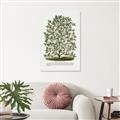 Picture of Hardy Magnolia Tree Lithograph _GroupedProduct_Rectangle_Portrait_Canvas_