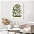 Picture of Hardy Magnolia Tree Lithograph _GroupedProduct_Rectangle_Portrait_Canvas_