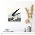 Picture of Black Skimmer From Birds of America (1827) _GroupedProduct_Square_Canvas_