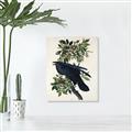 Picture of Raven From Birds of America (1827) _GroupedProduct_Rectangle_Portrait_Canvas_
