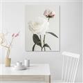 Picture of Romantic Blur Peony III _GroupedProduct_Rectangle_Portrait_Photography _GroupedProduct_Rectangle_Portrait_Canvas_