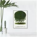 Picture of Kilmarnock Weeping Willow Tree Lithograph _GroupedProduct_Rectangle_Portrait_Canvas_Framed_
