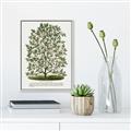 Picture of Hardy Magnolia Tree Lithograph _GroupedProduct_Rectangle_Portrait_Canvas_Framed_