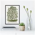 Picture of Hardy Magnolia Tree Lithograph _GroupedProduct_Rectangle_Portrait_Canvas_Framed_