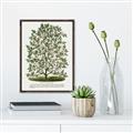 Picture of Hardy Magnolia Tree Lithograph _GroupedProduct_Rectangle_Portrait_Canvas_Framed_