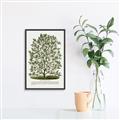 Picture of Hardy Magnolia Tree Lithograph _GroupedProduct_Rectangle_Portrait_Canvas_Framed_