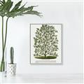 Picture of Hardy Magnolia Tree Lithograph _GroupedProduct_Rectangle_Portrait_Canvas_Framed_