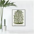 Picture of Hardy Magnolia Tree Lithograph _GroupedProduct_Rectangle_Portrait_Canvas_Framed_