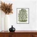 Picture of Hardy Magnolia Tree Lithograph _GroupedProduct_Rectangle_Portrait_Canvas_Framed_
