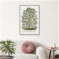 Picture of Hardy Magnolia Tree Lithograph _GroupedProduct_Rectangle_Portrait_Canvas_Framed_