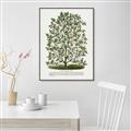 Picture of Hardy Magnolia Tree Lithograph _GroupedProduct_Rectangle_Portrait_Canvas_Framed_