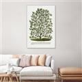 Picture of Hardy Magnolia Tree Lithograph _GroupedProduct_Rectangle_Portrait_Canvas_Framed_