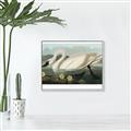 Picture of Vintage Floating White Swan _GroupedProduct_Rectangle_Landscape_Canvas_Framed_