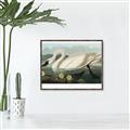 Picture of Vintage Floating White Swan _GroupedProduct_Rectangle_Landscape_Canvas_Framed_