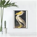Picture of Vintage White Pelican _GroupedProduct_Rectangle_Portrait_Canvas_Framed_