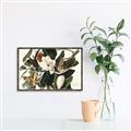 Picture of Black Billed Cuckoo Bird _GroupedProduct_Rectangle_Landscape_Canvas_Framed_