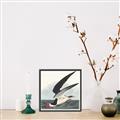 Picture of Black Skimmer From Birds of America (1827) _GroupedProduct_Square_Canvas_Framed_