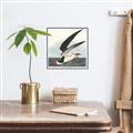 Picture of Black Skimmer From Birds of America (1827) _GroupedProduct_Square_Canvas_Framed_