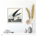Picture of Black Skimmer From Birds of America (1827) _GroupedProduct_Square_Canvas_Framed_