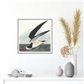 Picture of Black Skimmer From Birds of America (1827) _GroupedProduct_Square_Canvas_Framed_