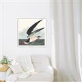 Picture of Black Skimmer From Birds of America (1827) _GroupedProduct_Square_Canvas_Framed_
