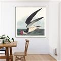 Picture of Black Skimmer From Birds of America (1827) _GroupedProduct_Square_Canvas_Framed_