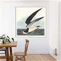 Picture of Black Skimmer From Birds of America (1827) _GroupedProduct_Square_Canvas_Framed_