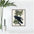 Picture of Raven From Birds of America (1827) _GroupedProduct_Rectangle_Portrait_Canvas_Framed_