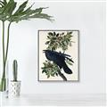 Picture of Raven From Birds of America (1827) _GroupedProduct_Rectangle_Portrait_Canvas_Framed_