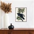 Picture of Raven From Birds of America (1827) _GroupedProduct_Rectangle_Portrait_Canvas_Framed_