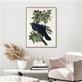 Picture of Raven From Birds of America (1827) _GroupedProduct_Rectangle_Portrait_Canvas_Framed_