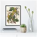Picture of Vintage Carolina Parrot _GroupedProduct_Rectangle_Portrait_Canvas_Framed_