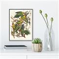 Picture of Vintage Carolina Parrot _GroupedProduct_Rectangle_Portrait_Canvas_Framed_