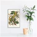 Picture of Vintage Carolina Parrot _GroupedProduct_Rectangle_Portrait_Canvas_Framed_