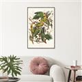 Picture of Vintage Carolina Parrot _GroupedProduct_Rectangle_Portrait_Canvas_Framed_