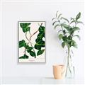 Picture of Nostalgic Green Murgrona Leaves _GroupedProduct_Rectangle_Portrait_Canvas_Framed_