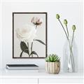 Picture of Romantic Blur Peony III _GroupedProduct_Rectangle_Portrait_Photography _GroupedProduct_Rectangle_Portrait_Canvas_Framed_